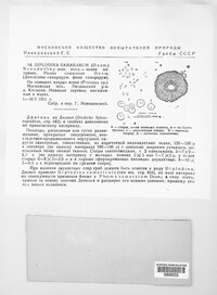 Neosetophoma samararum image